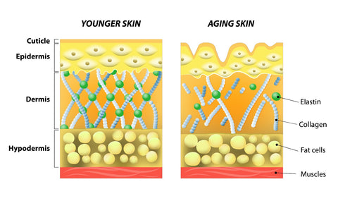layers of skin, collagen, youthful skin 