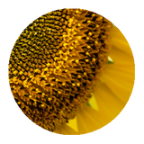 Sunflower Seed Oil 